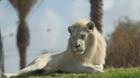 אריה במדבריום, צילום: ששי זיל